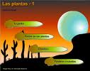 las plantas