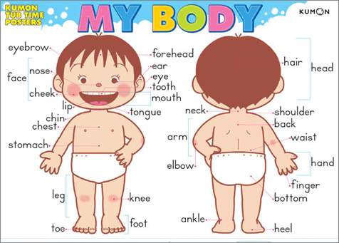 My body